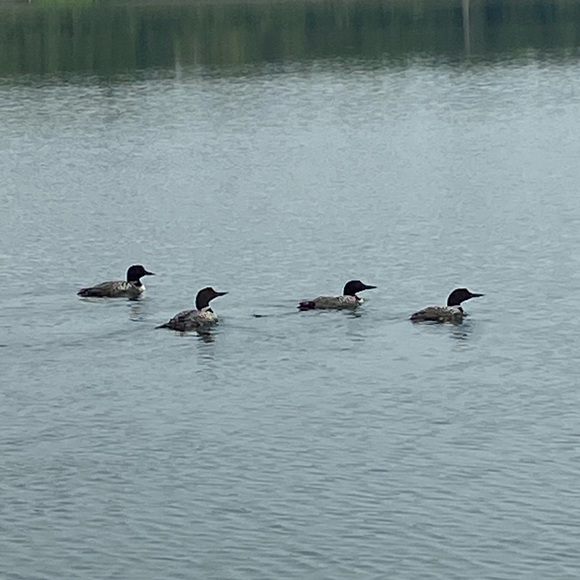 Meet your Posher, Alwine - Picture 3 of 4